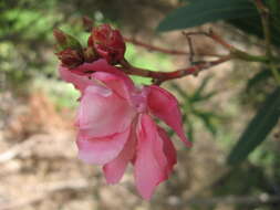 Image of Oleander