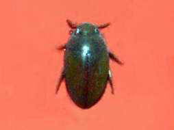 Image de Noterus clavicornis