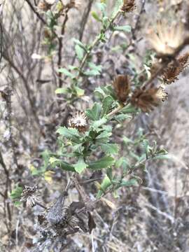 Image of sawtooth bristleweed