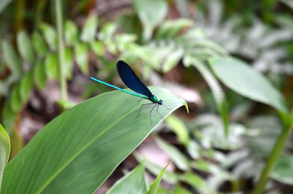 Image of Matrona cyanoptera Hämäläinen & Yeh 2000