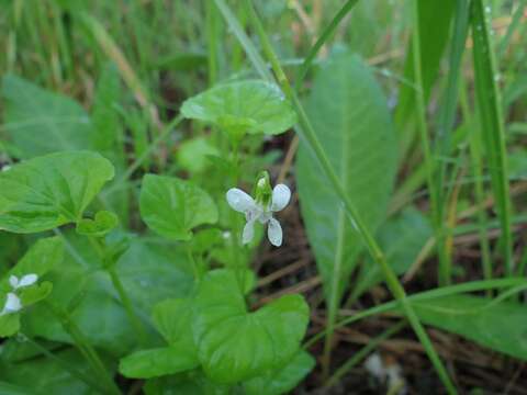 صورة Viola arcuata Bl.