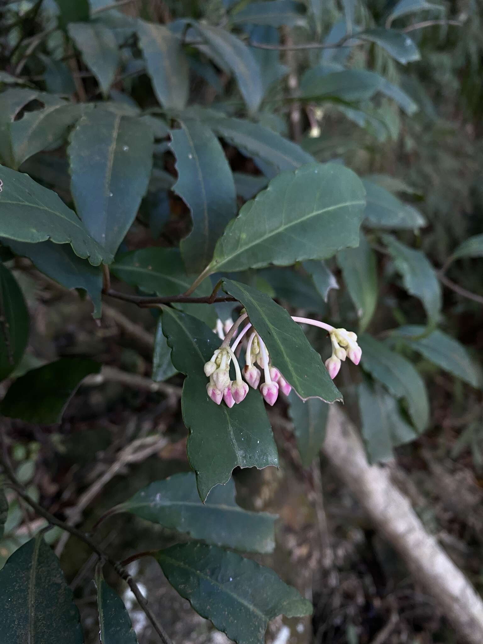 Plancia ëd Ardisia hanceana Mez