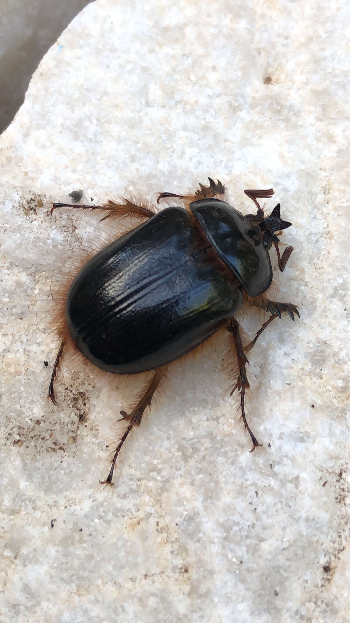 Image of Pleocoma fimbriata Le Conte 1856