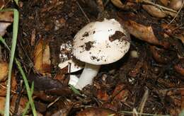 Plancia ëd Amanita calyptratoides Peck 1909