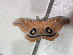 Image of Antheraea polyphemus mexicana (Hoffmann 1942)