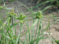 Image of inflatedscale flatsedge