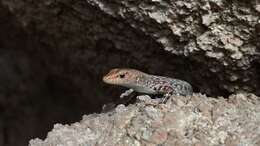 Image of Saxicoline Sunskink