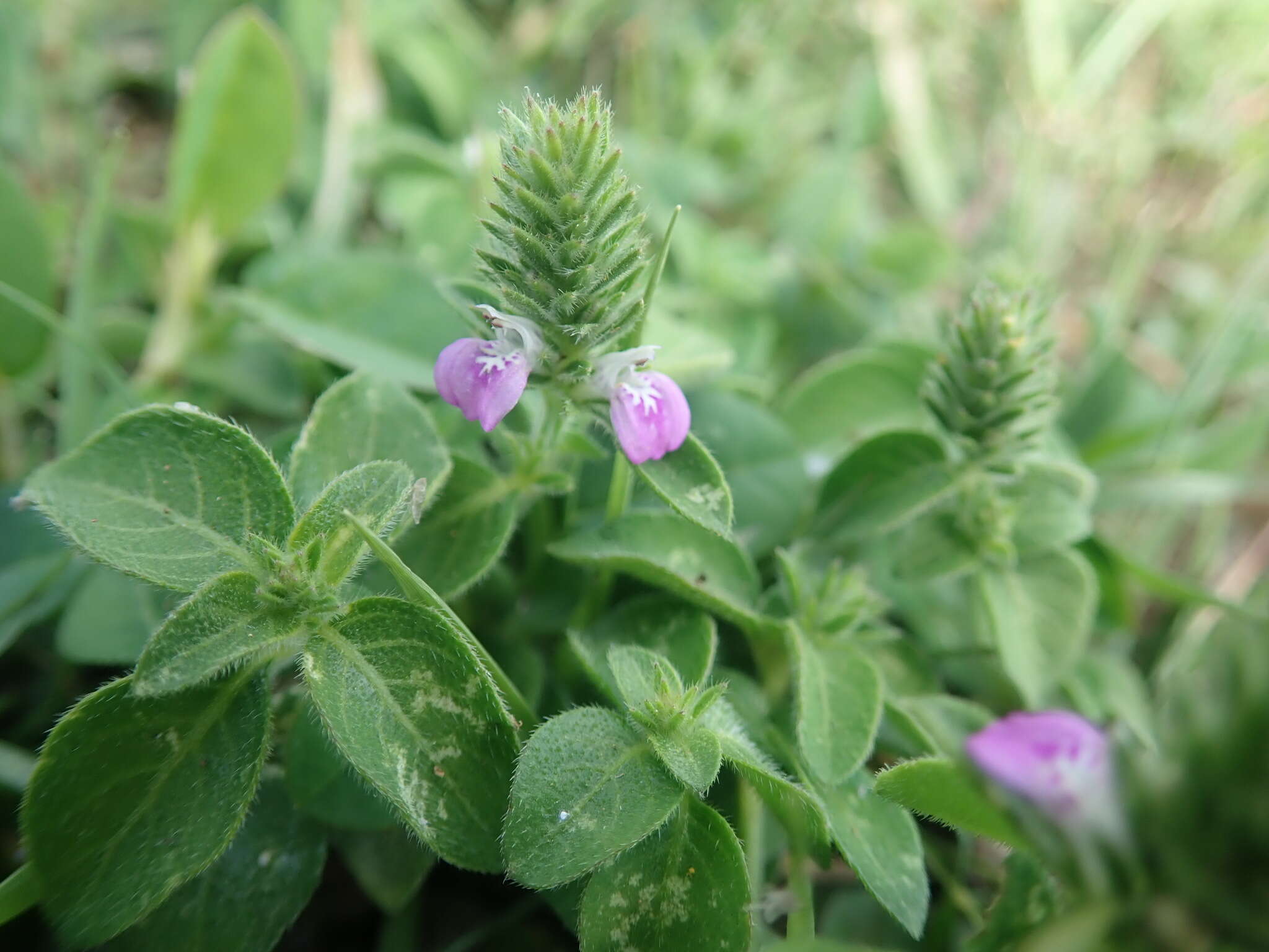 Image of Justicia procumbens var. hirsuta Yamam.