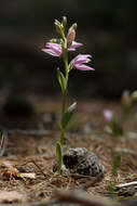 Image of Cephalanthera kurdica Bornm. ex Kraenzl.