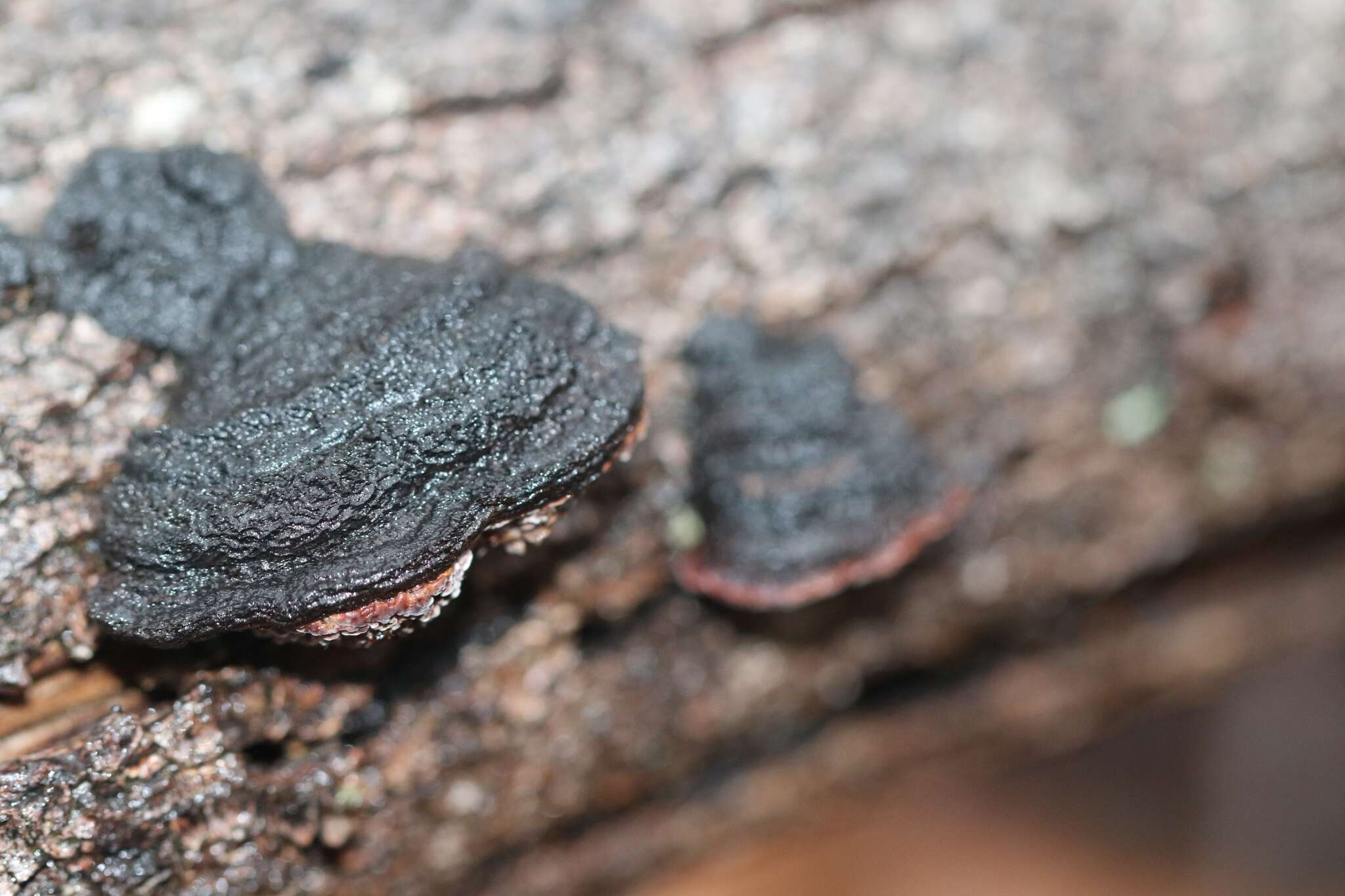 Image de Phaeotrametes decipiens (Berk.) J. E. Wright 1966