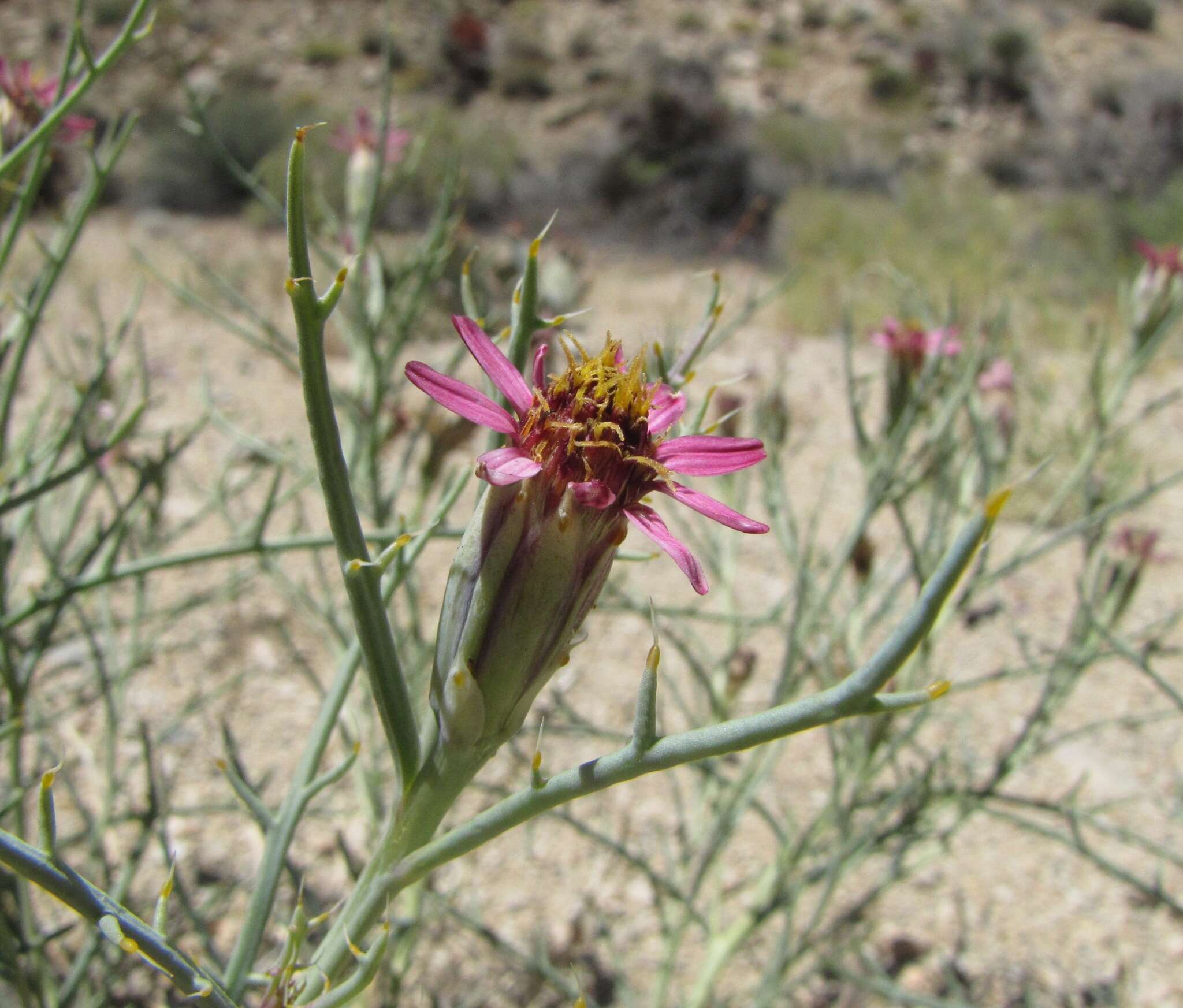 Image of Mojave hole-in-the-sand plant