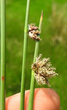 Plancia ëd Schoenoplectus decipiens (Nees) J. Raynal