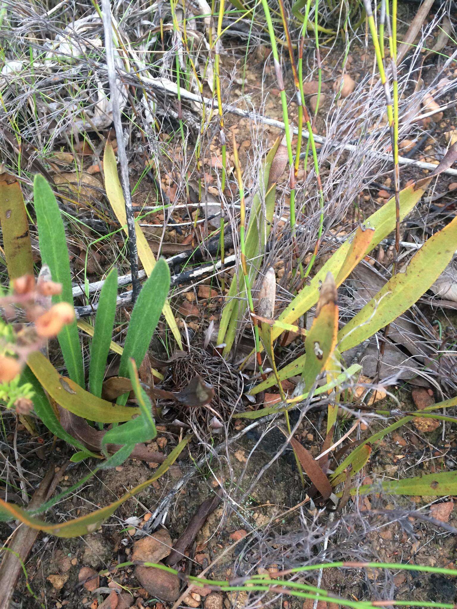 Imagem de Protea scabra R. Br.