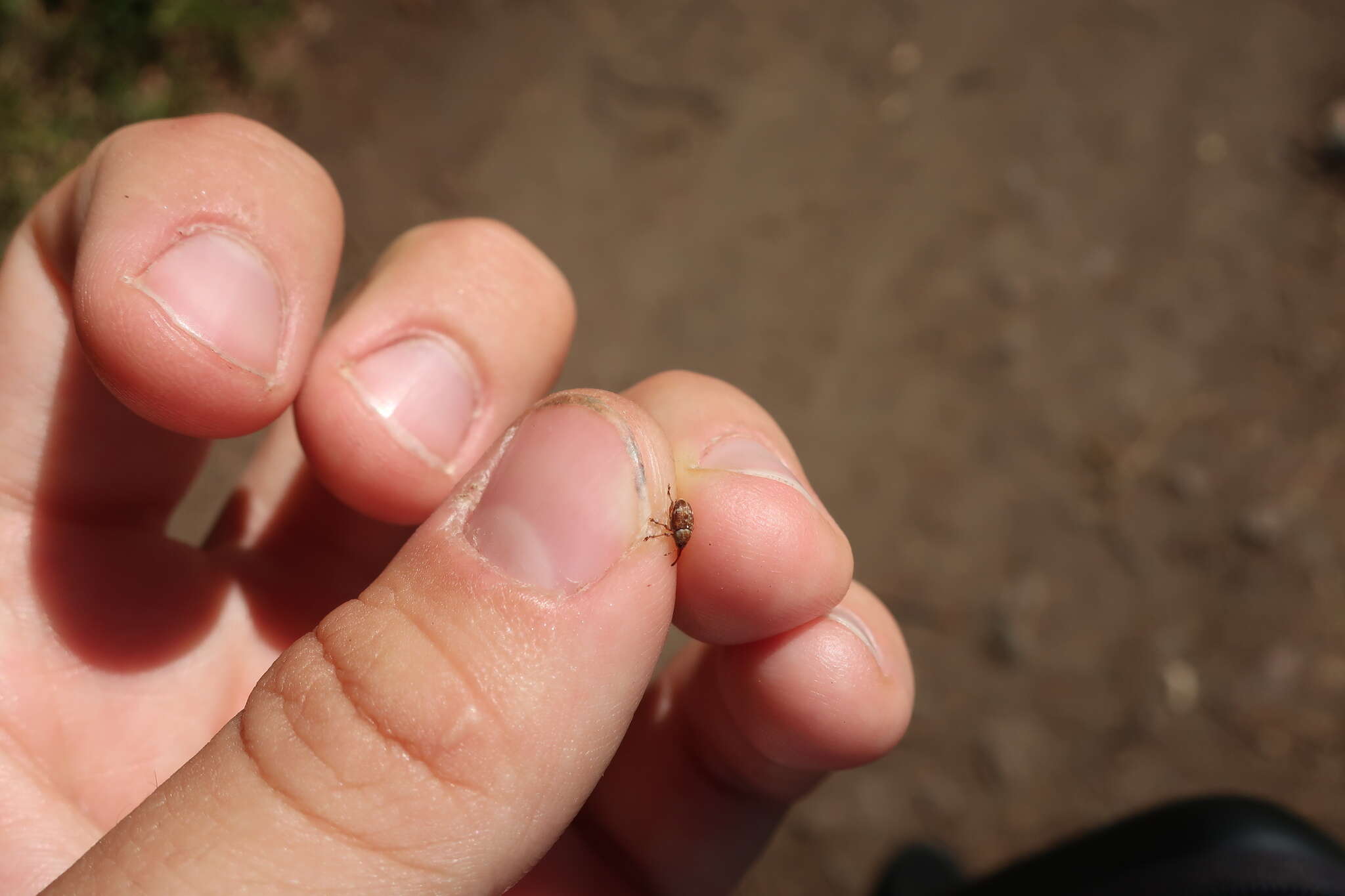 Imagem de Curculio rubidus Gyllenhal & L. ex Schönherr & CJ. 1836