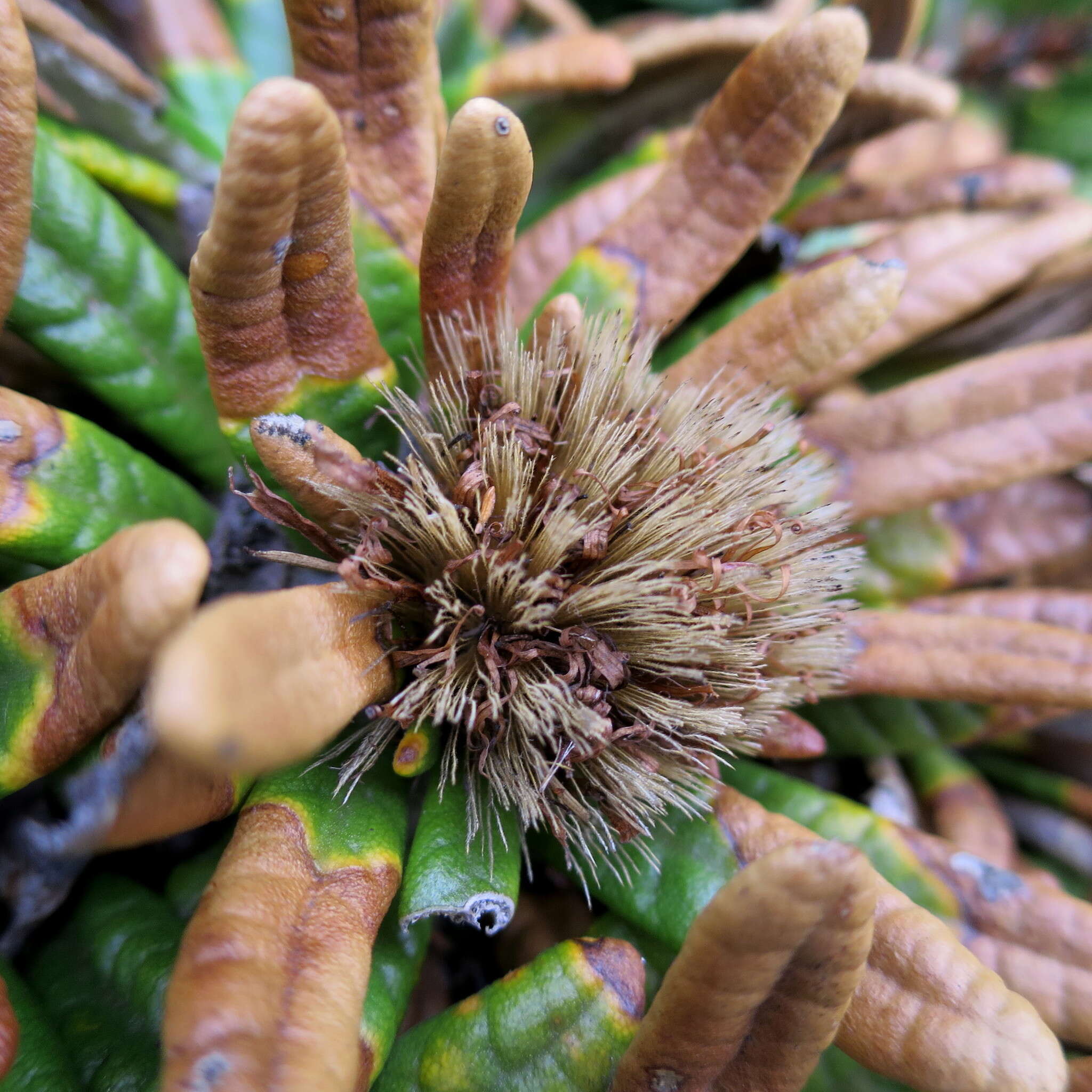 Image of Oldenburgia paradoxa Less.