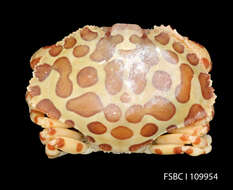 Image of Calico Crab