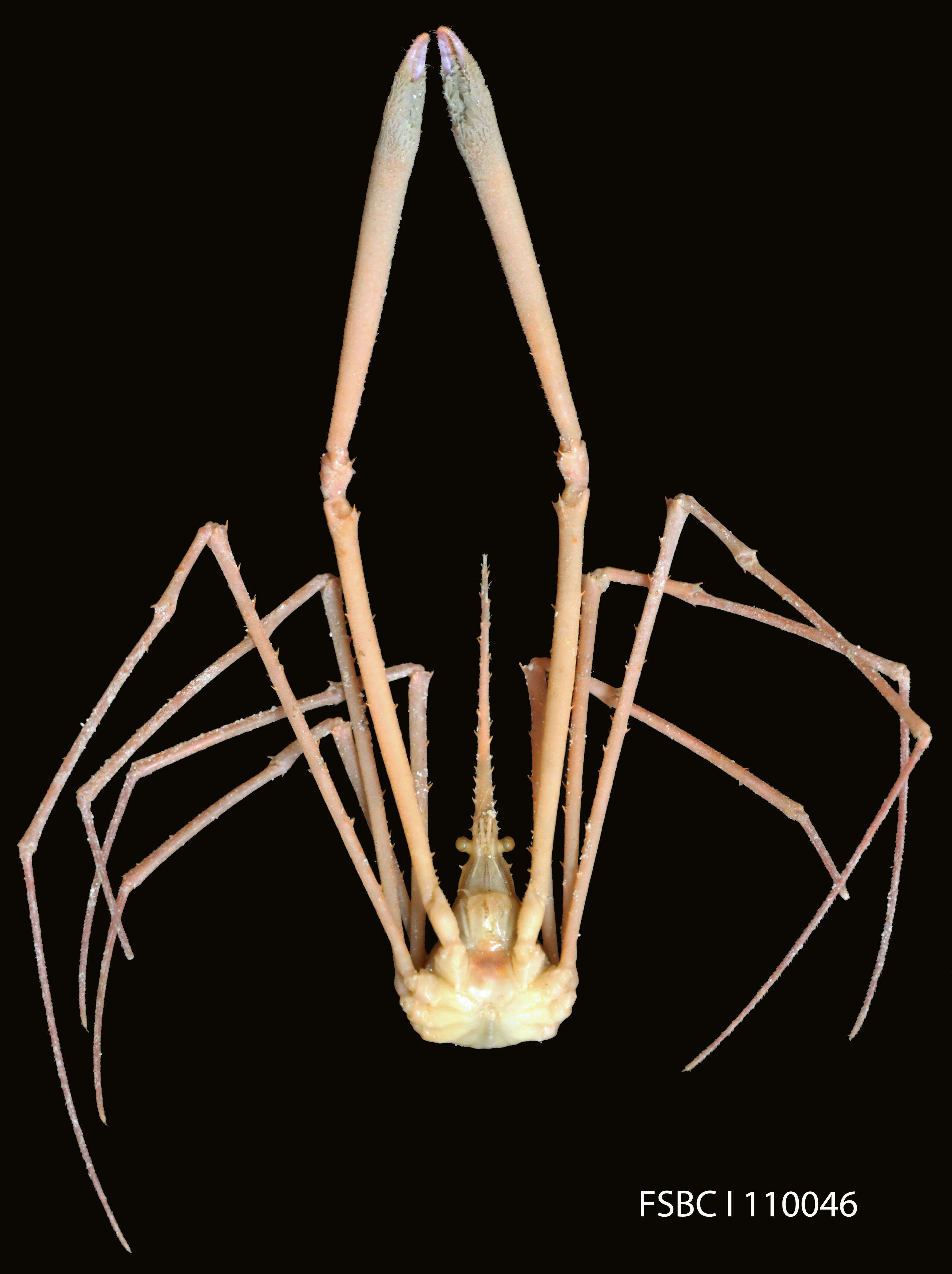 Image of Yellowline Arrow Crab