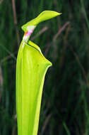 Image of Sarracenia flava var. rugelii (Shuttlew. ex DC.) Mast.