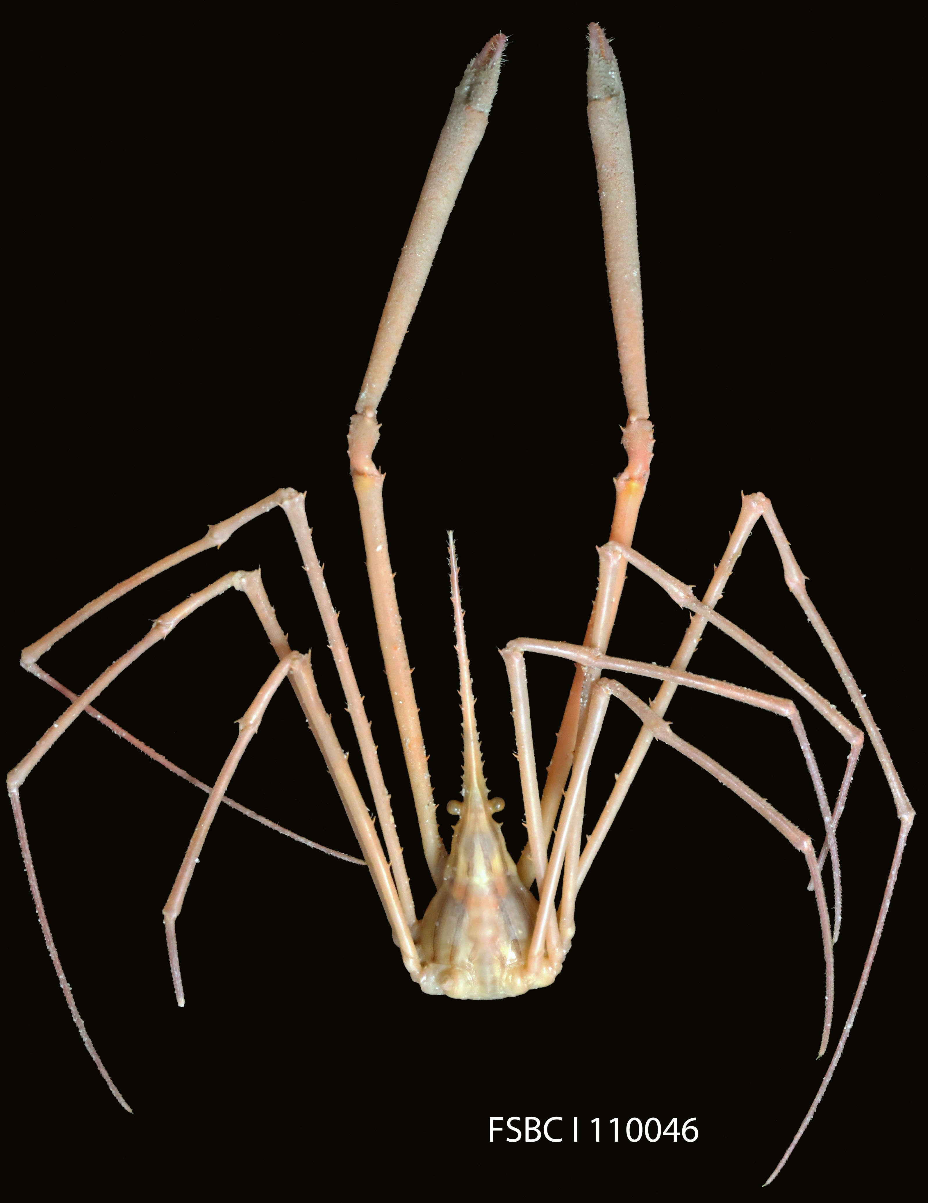 Image of Yellowline Arrow Crab