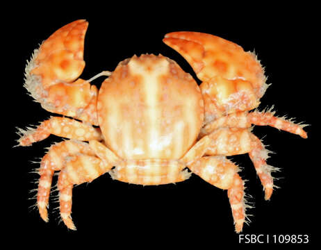 Image of spotted porcelain crab