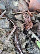 Image of Siskiyou Mountains salamander