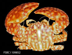 Image of spotted porcelain crab