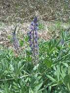 Image of Lupinus albescens Hook. & Arn.