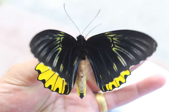 Image of Golden Birdwing