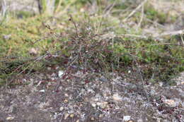 Image of Euryomyrtus ramosissima subsp. prostrata (Hook. fil.) Trudgen