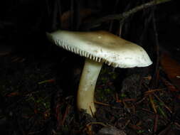 Image of Tricholoma saponaceum (Fr.) P. Kumm.