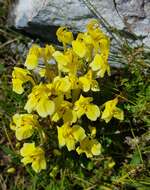 Imagem de Pedicularis longiflora Rudolph