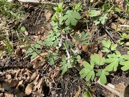 Image of Corydalis glaucescens Regel