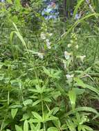 Imagem de Pedicularis racemosa subsp. alba Pennell