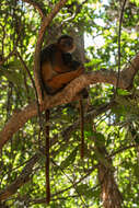 Image de Piliocolobus badius temminckii (Kuhl 1820)