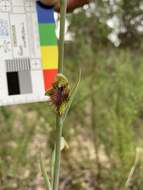 Imagem de Calochilus campestris R. Br.