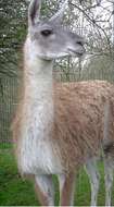 Image of Guanaco