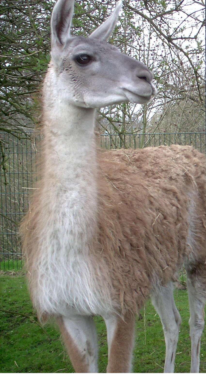 Image of Guanaco