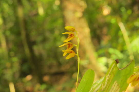 Image of Stelis segoviensis (Rchb. fil.) Pridgeon & M. W. Chase