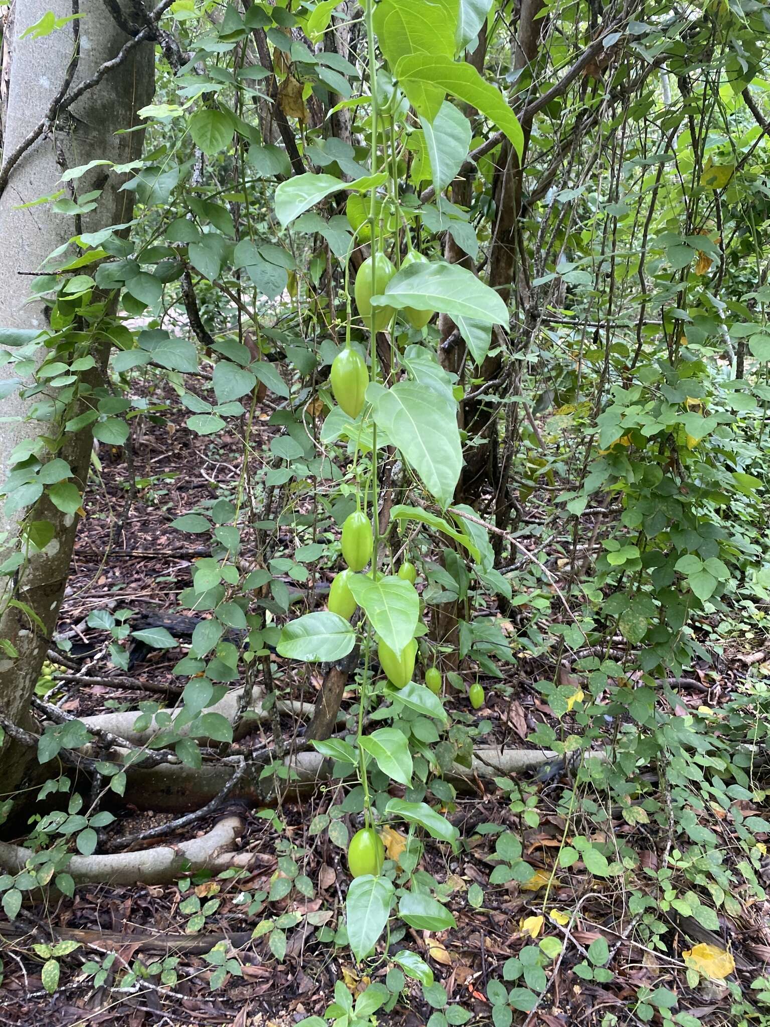 Sivun Adenia heterophylla subsp. heterophylla kuva