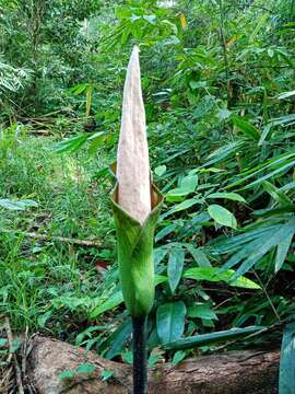 Image of Amorphophallus hewittii Alderw.