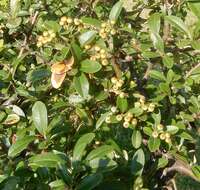 Image de Pyracantha koidzumii (Hayata) Rehd.