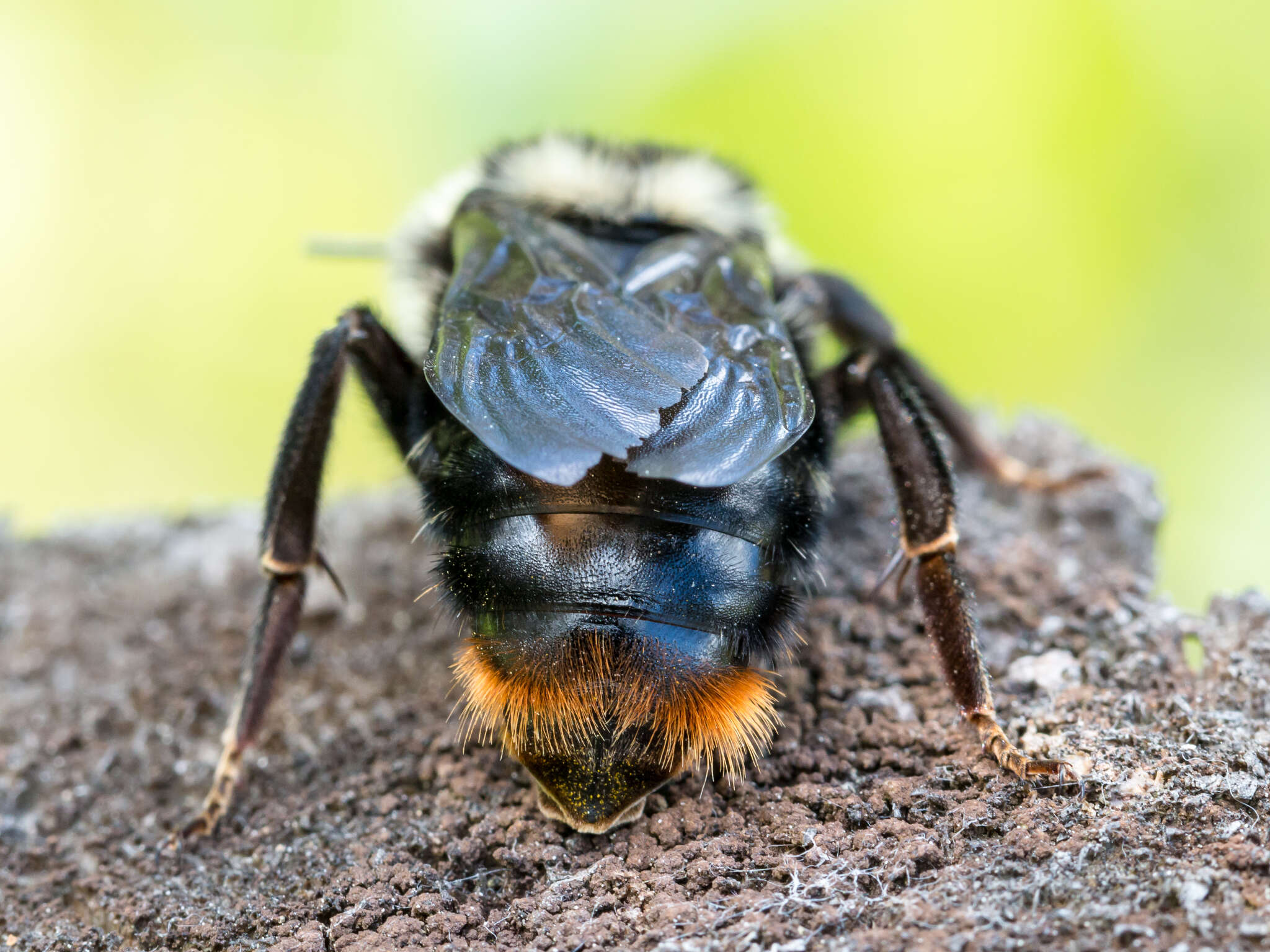 Plancia ëd Bombus rupestris (Fabricius 1793)