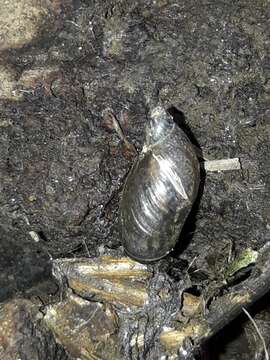 Image of pfeifers amber snail