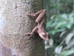 Scinax garbei (Miranda-Ribeiro 1926)的圖片