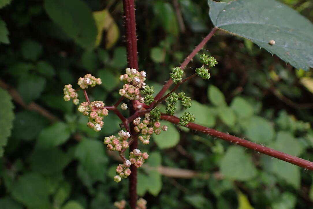 Image of Laportea alatipes Hook. fil.