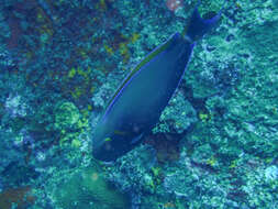 Image of Blackspot surgeonfish