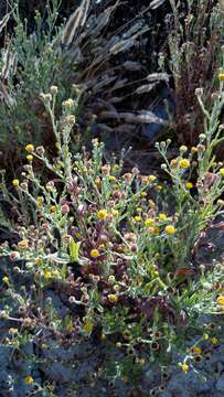 Image of Spanish False Fleabane