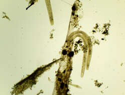 Image of Spirostomum ambiguum