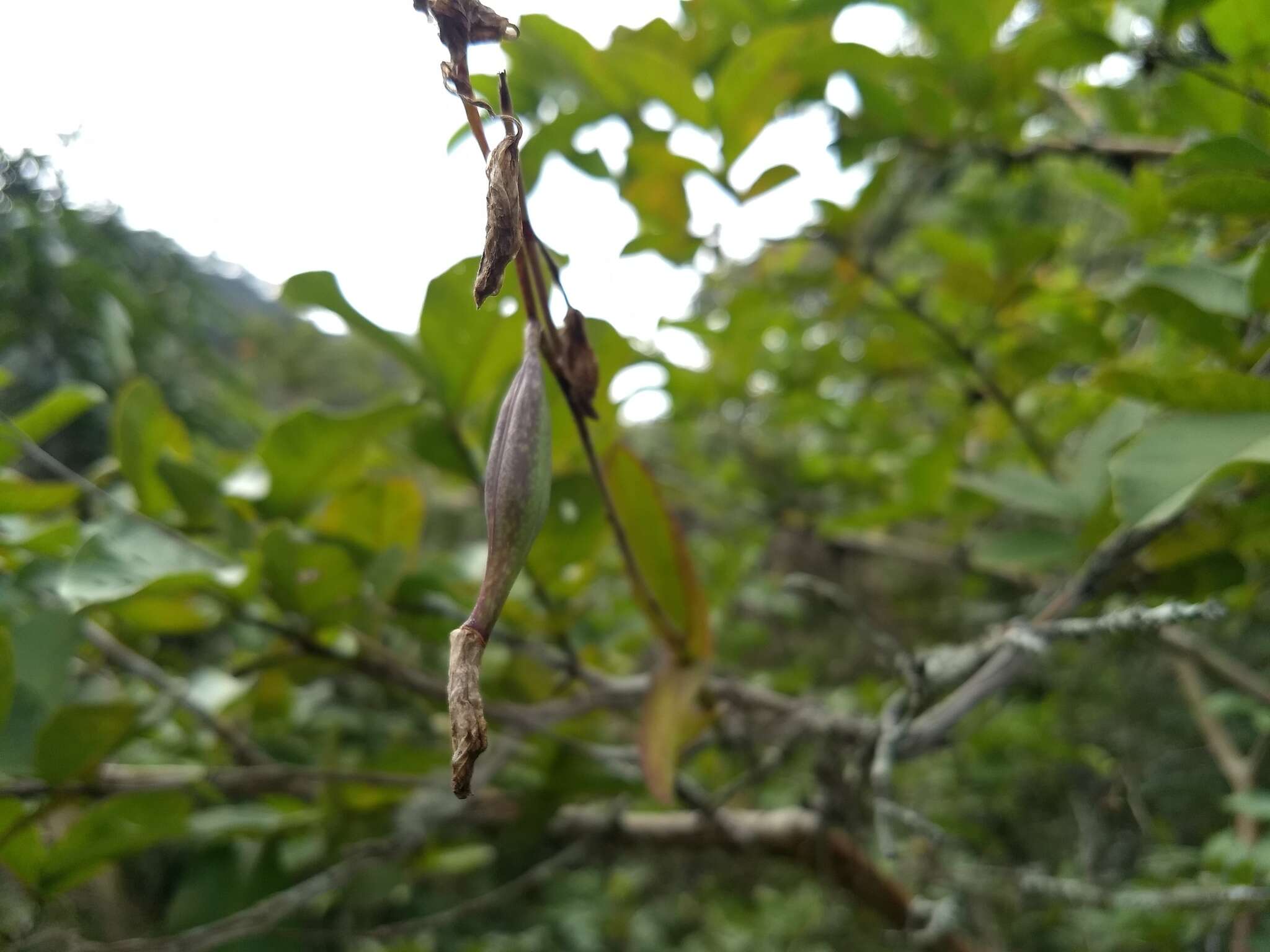 Image of Barkeria uniflora (Lex.) Dressler & Halb.