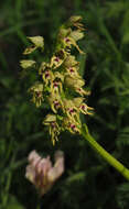 Orchis galilaea (Bornm. & M. Schulze) Schltr. resmi